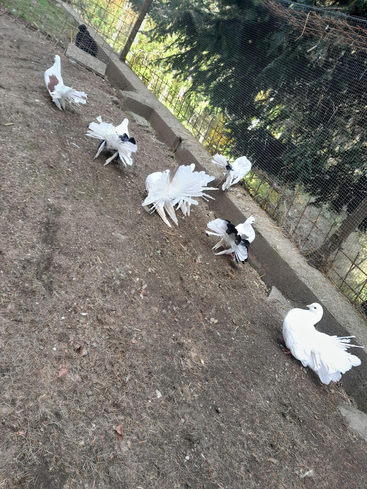 Pfautauben 1
