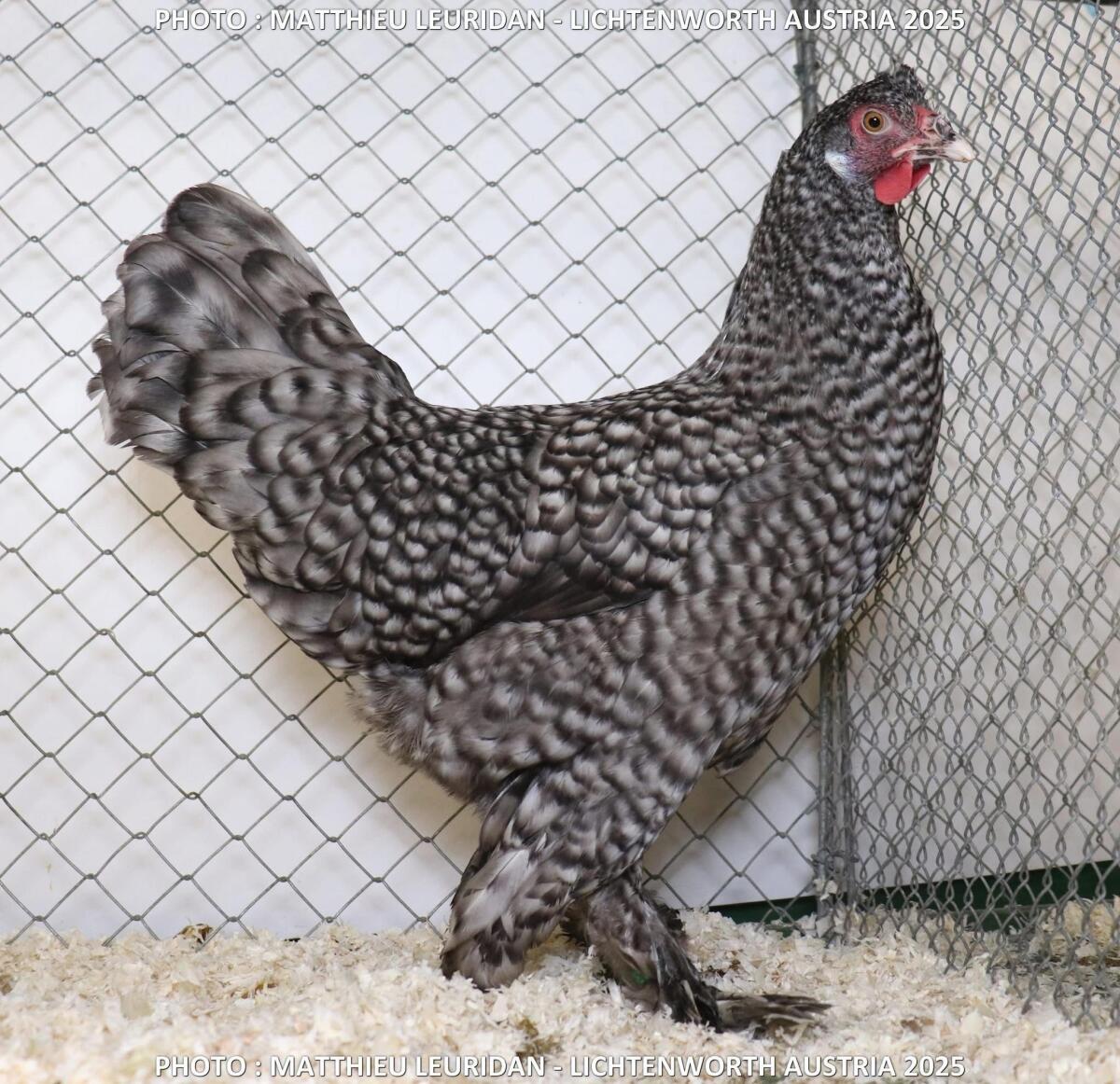 Breda Huhn schwarz und gesperbert 1