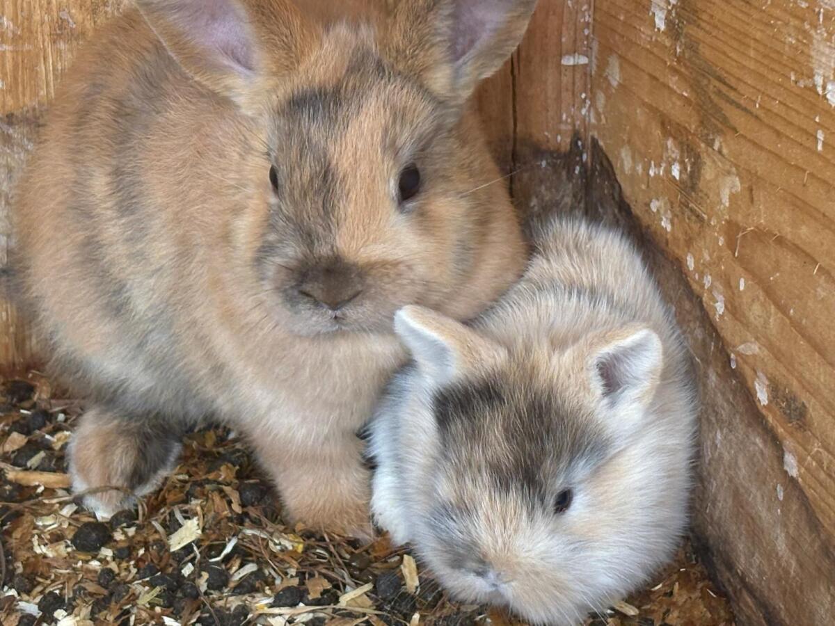 Löwenkopfkaninchen 2