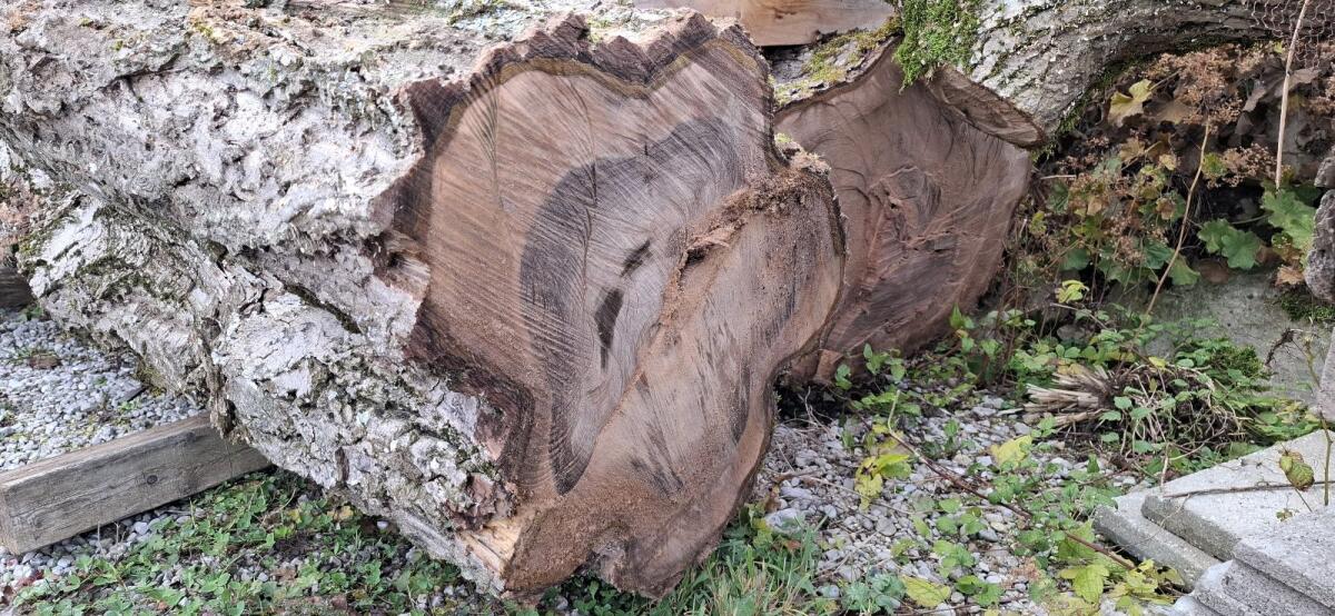 Baumstämme Walnuss, Kirsche 2