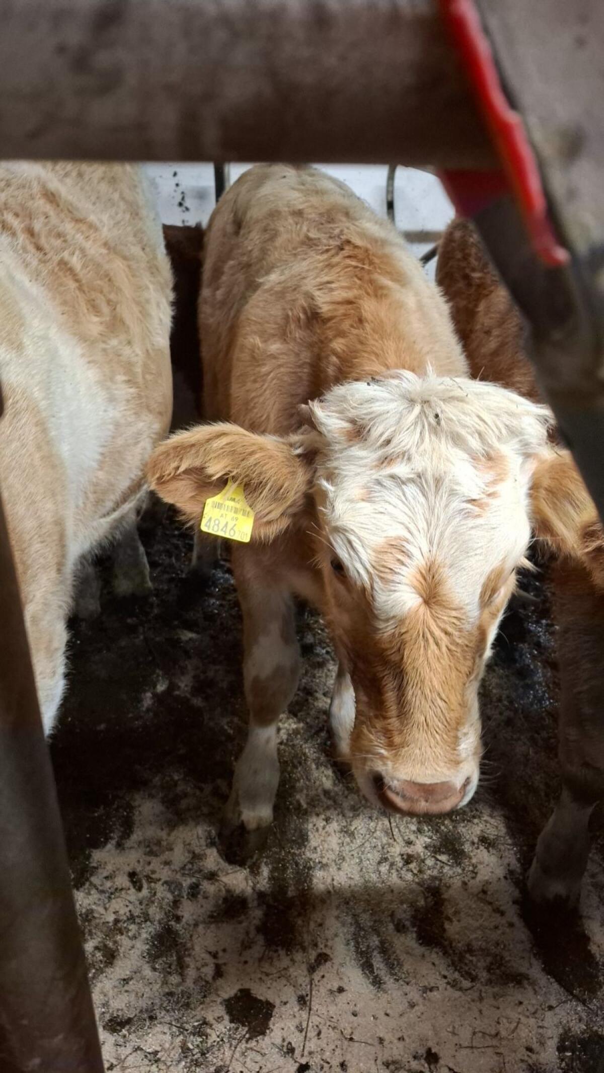 Fleck x Charolais Kalb 1