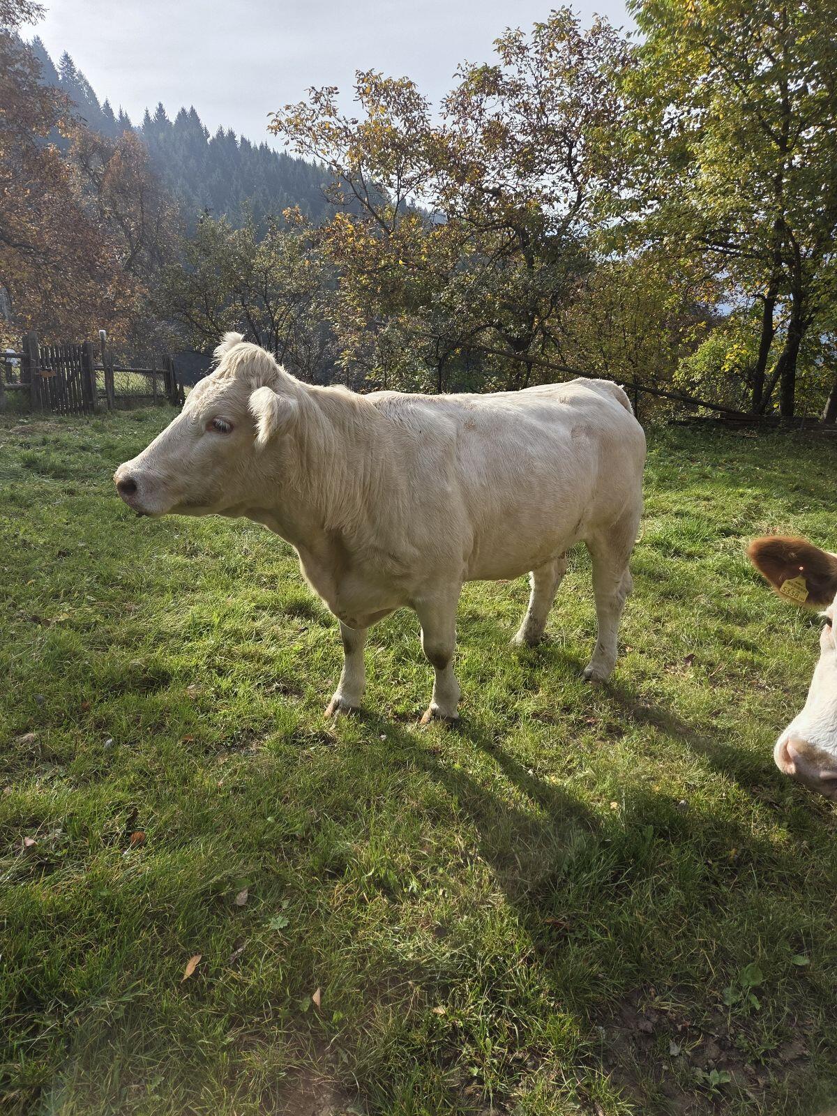 Verkaufe reinrassige Charolais Kuh mit Stierkalb 2