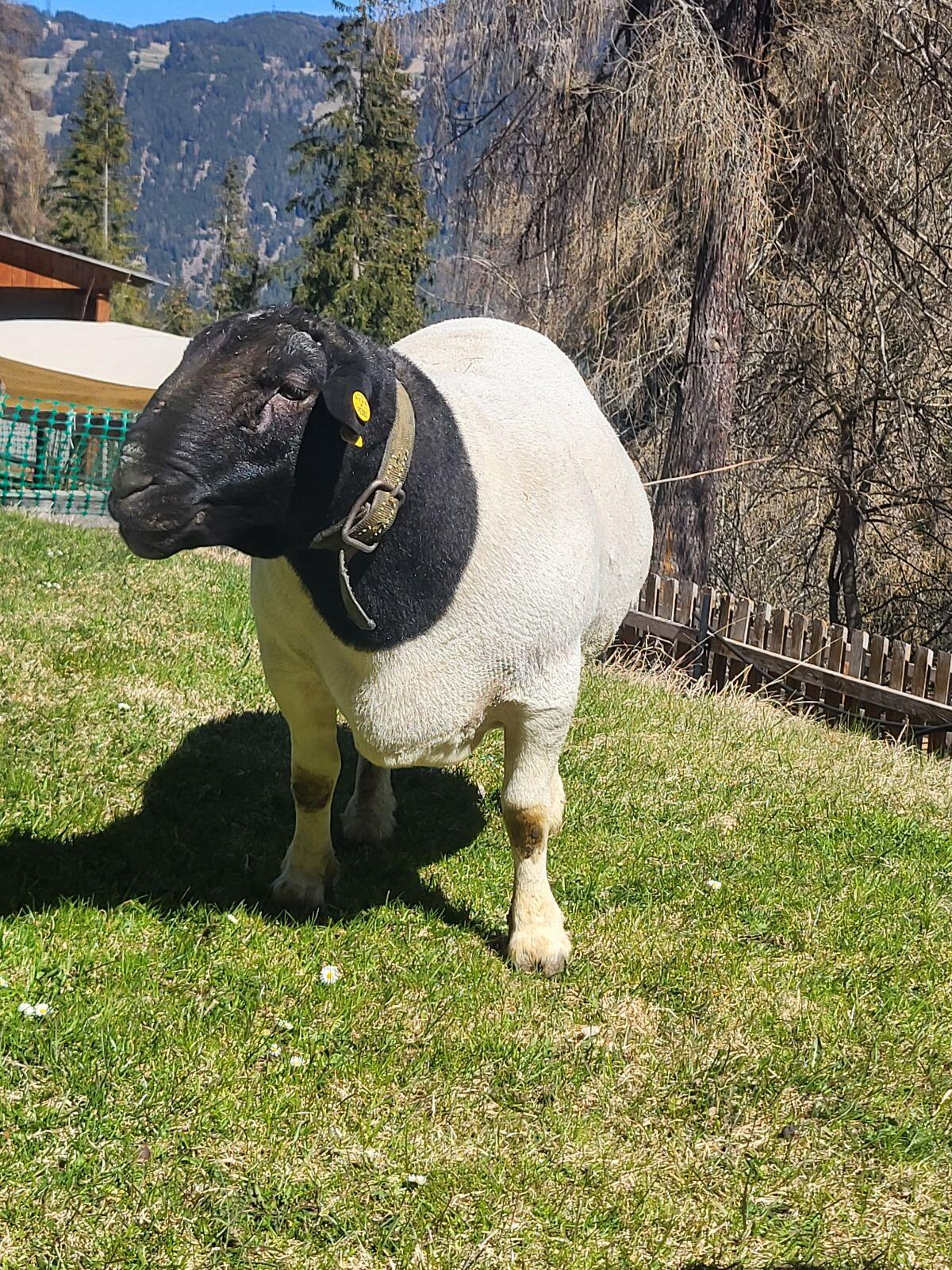 Reinrassige Dorperschafe 2