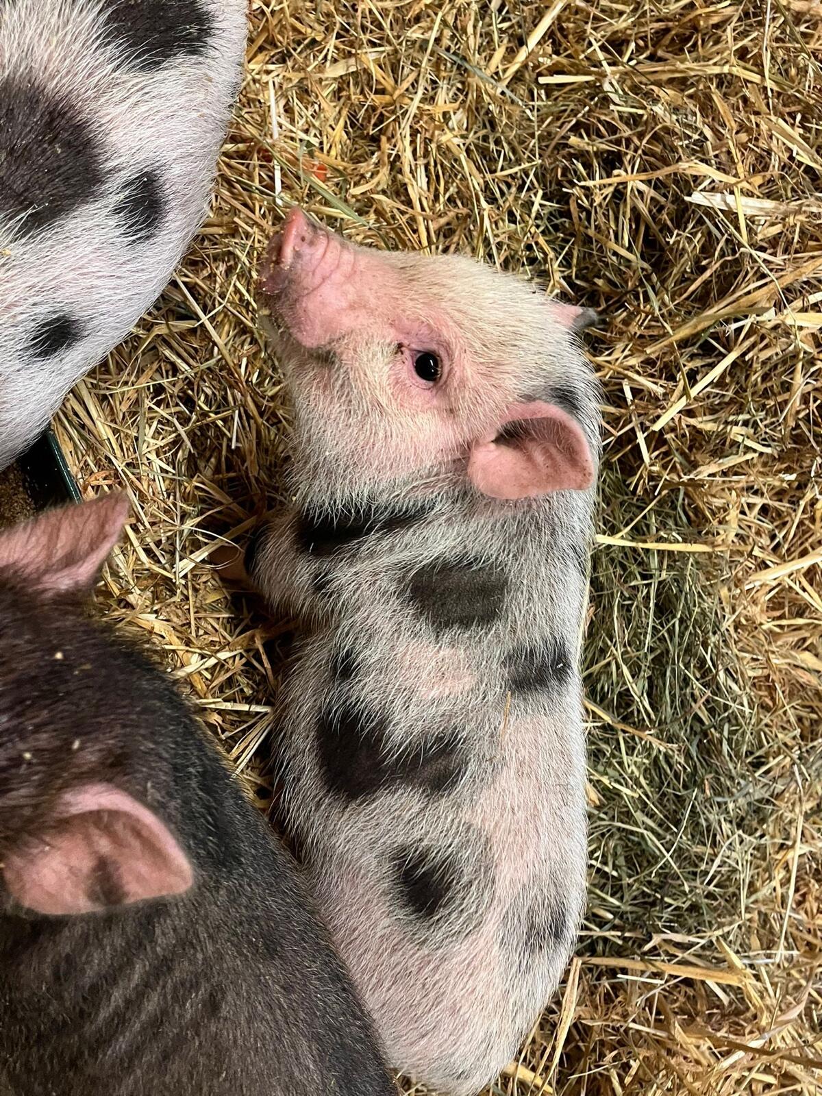 Mini-Schweine zu verkaufen 3