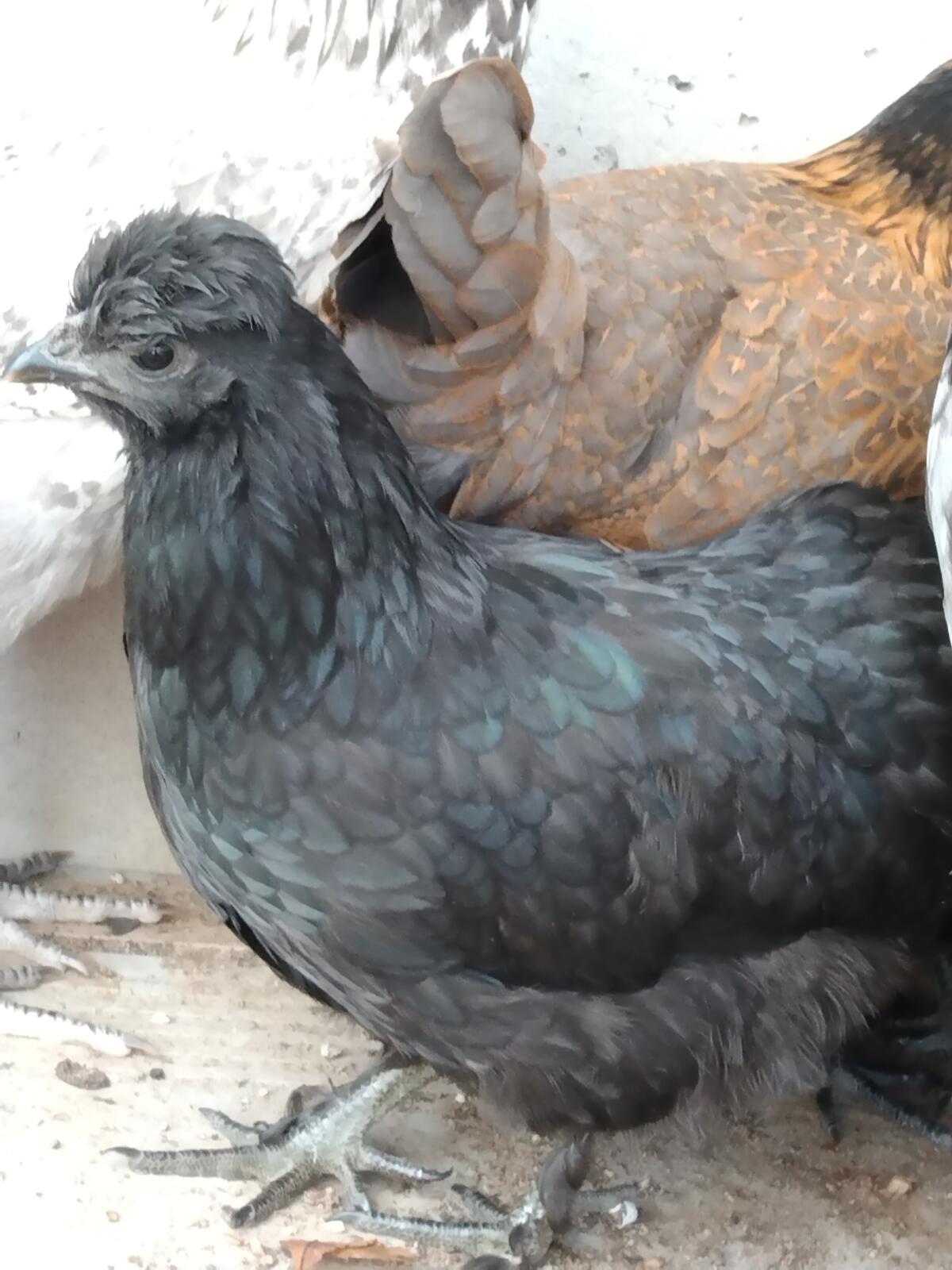 Mix Junghühner und Küken, Bruteier in kleinen Mengen 2