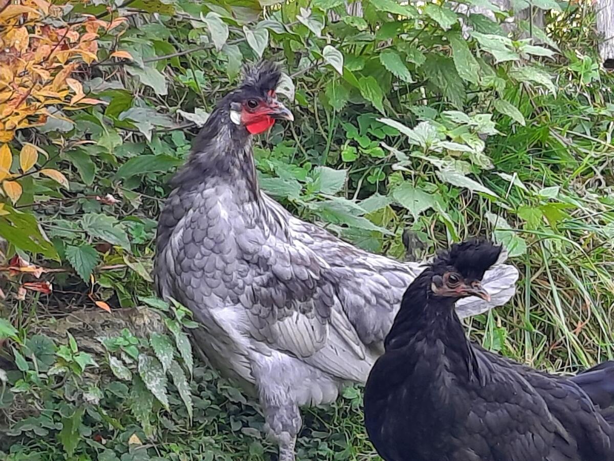 Appenzeller Spitzhauben Pärchen 2