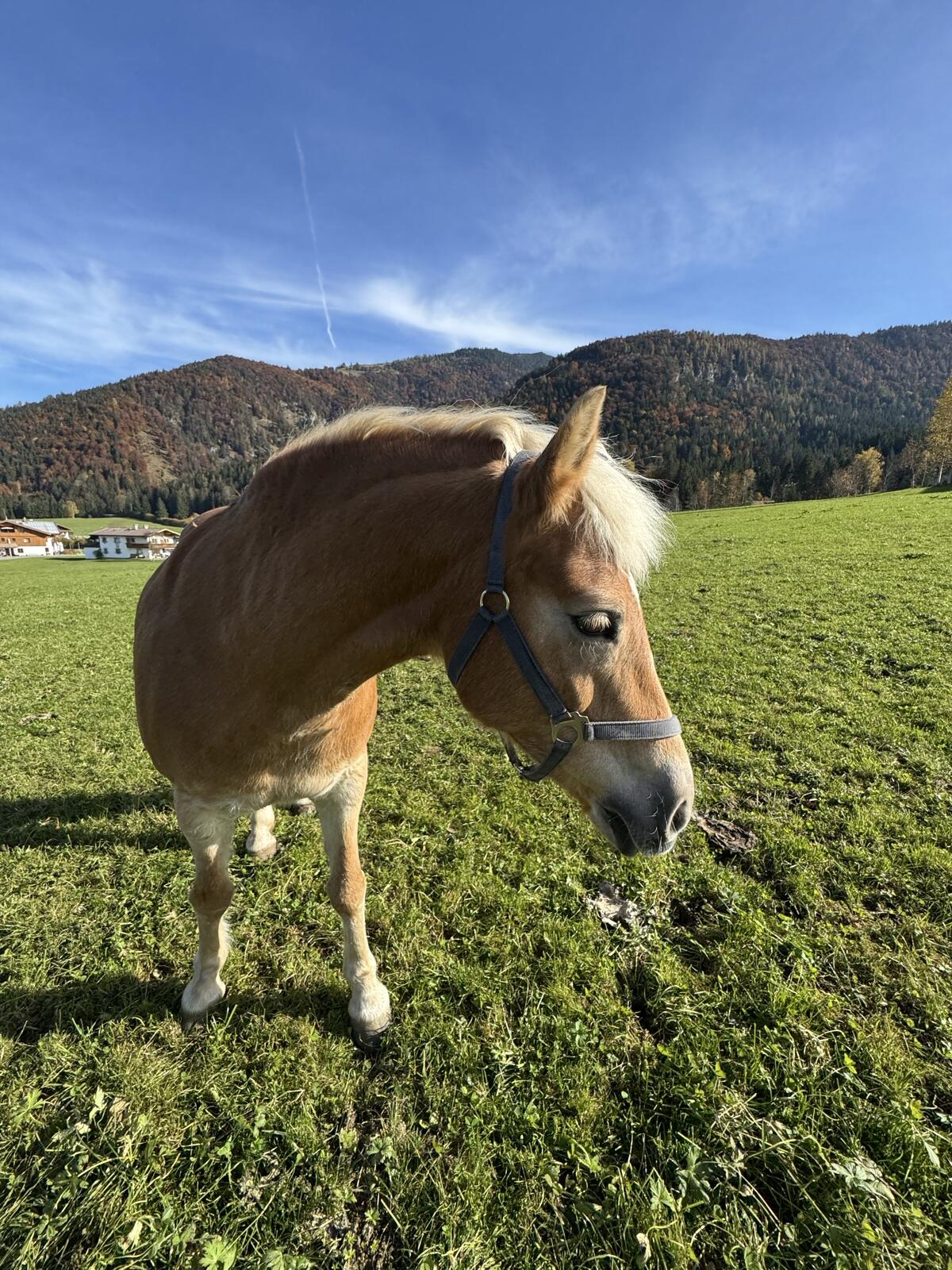 Haflinger Stute 3