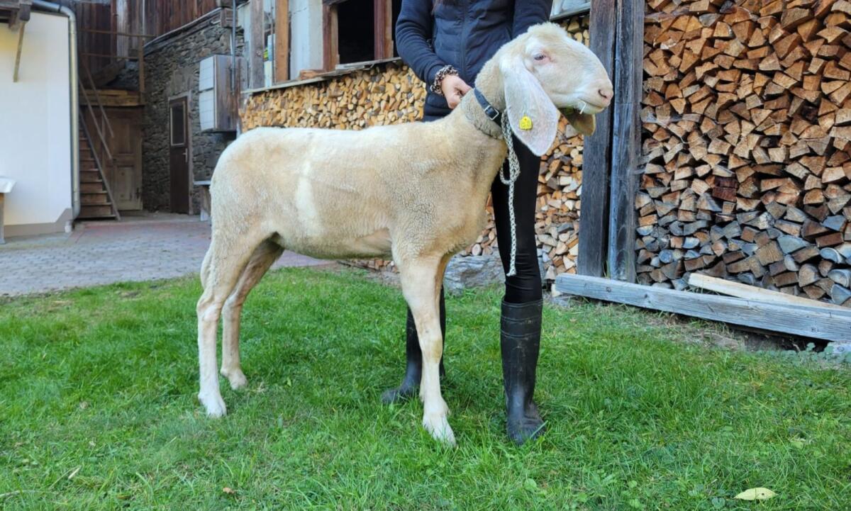 Tiroler Bergschafe Zucht 2