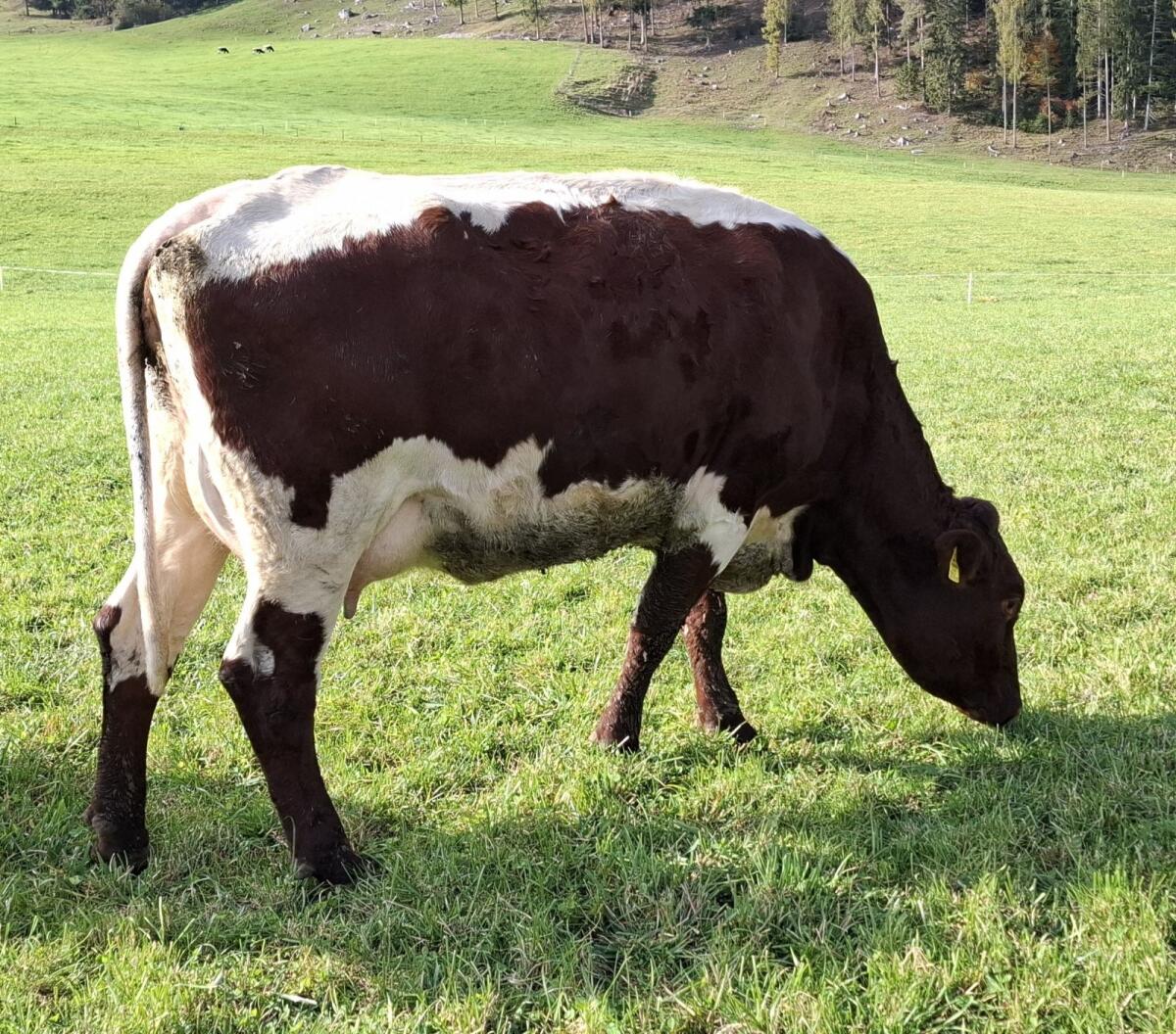 Original Pinzgauer Jungkuh in Milch 1