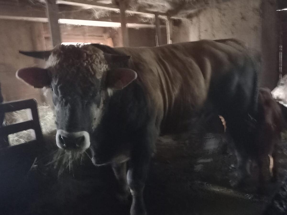 BIO - Gutmütiger reinrassiger Murbodner Stier abzugeben 3