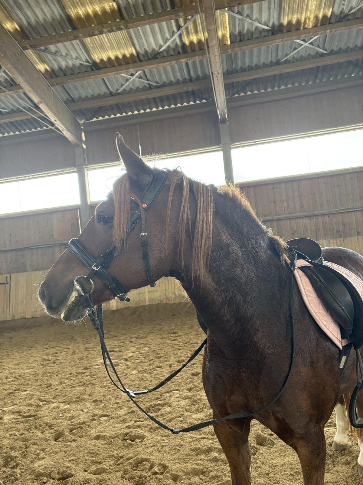 Haflinger-Pinto Stute 3