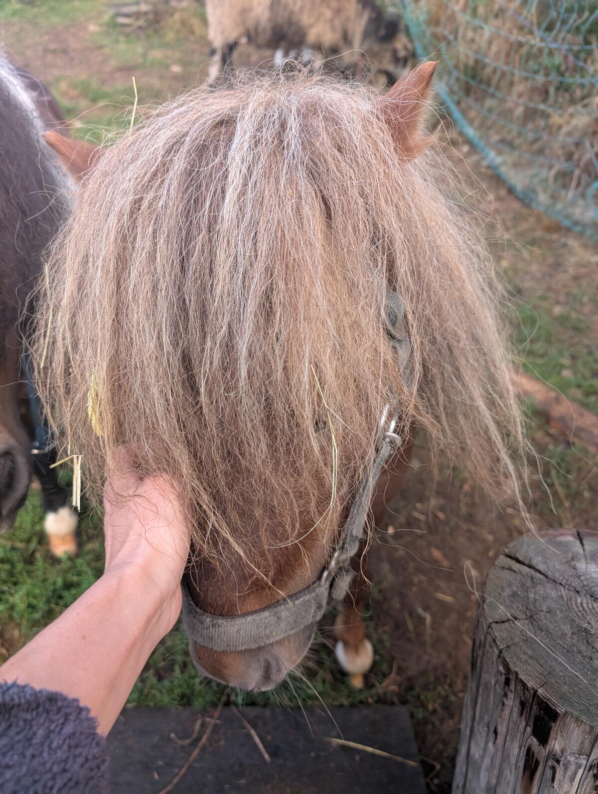 Mini Shetty 1