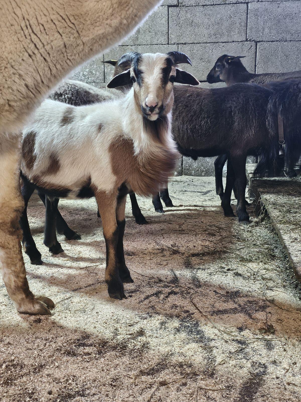 Kamerunbock 1