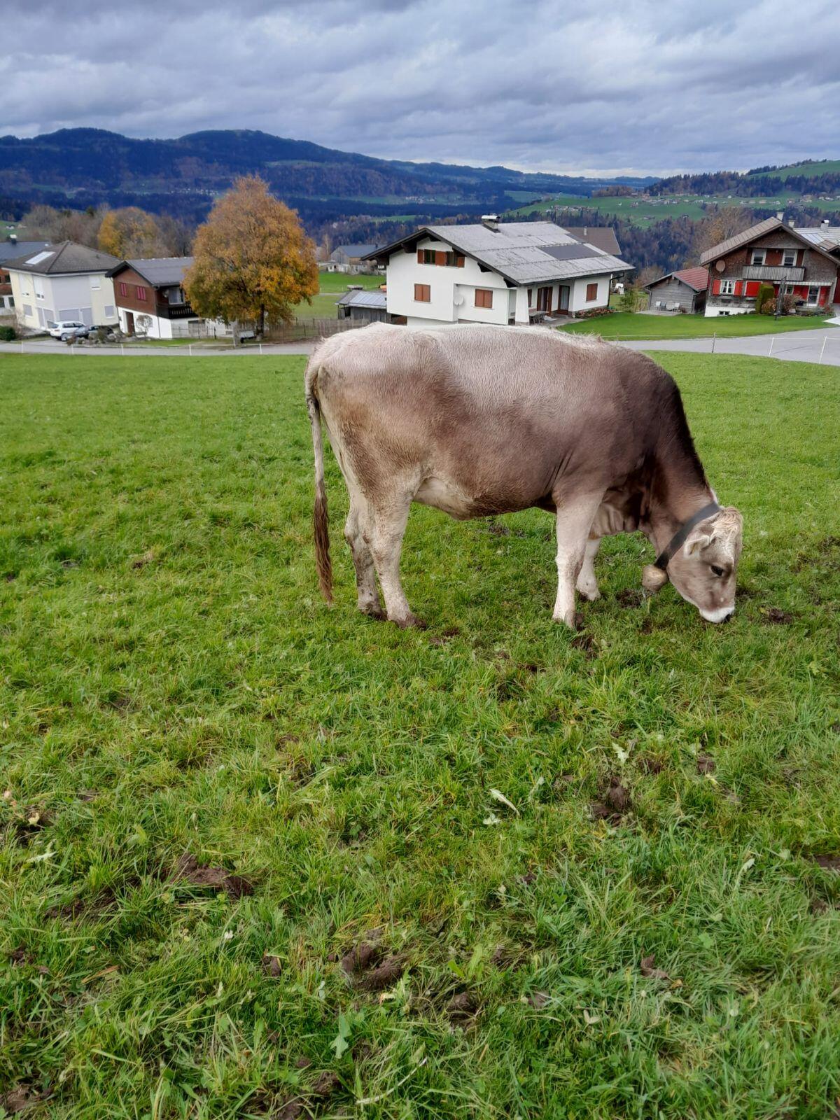 Trächtige Kalbin 1