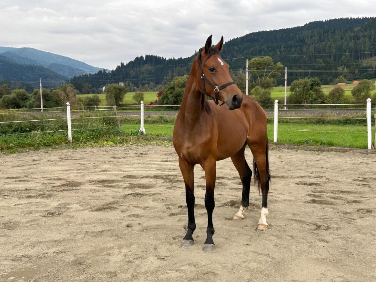 Typvolle Warmblutstute mit Top-Abstammung 3