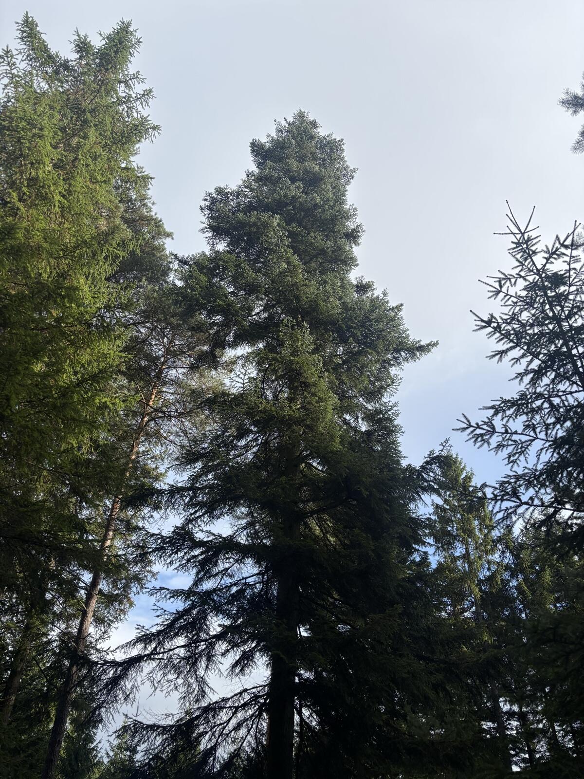 Tannenreisig 2