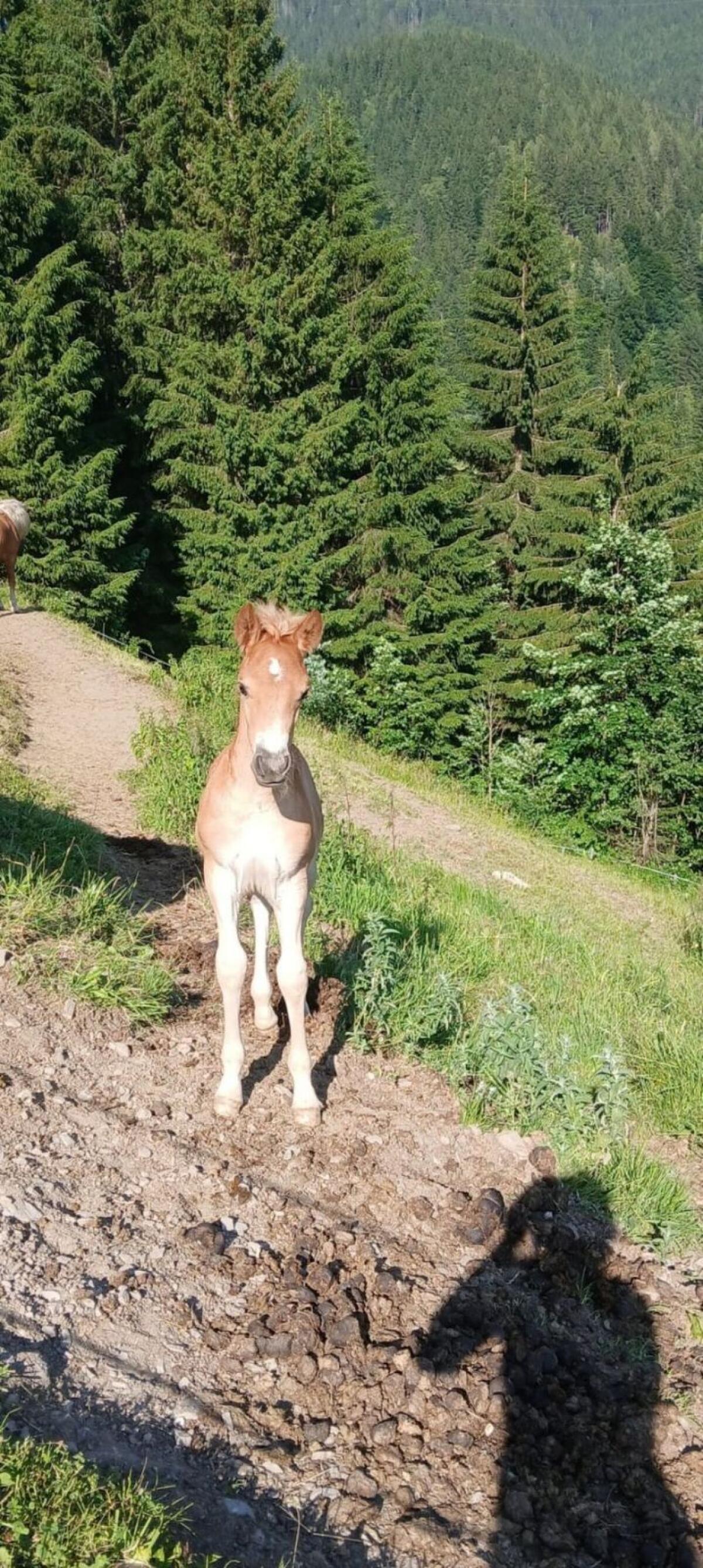 Haflingerhengstfohlen zu verkaufen 1