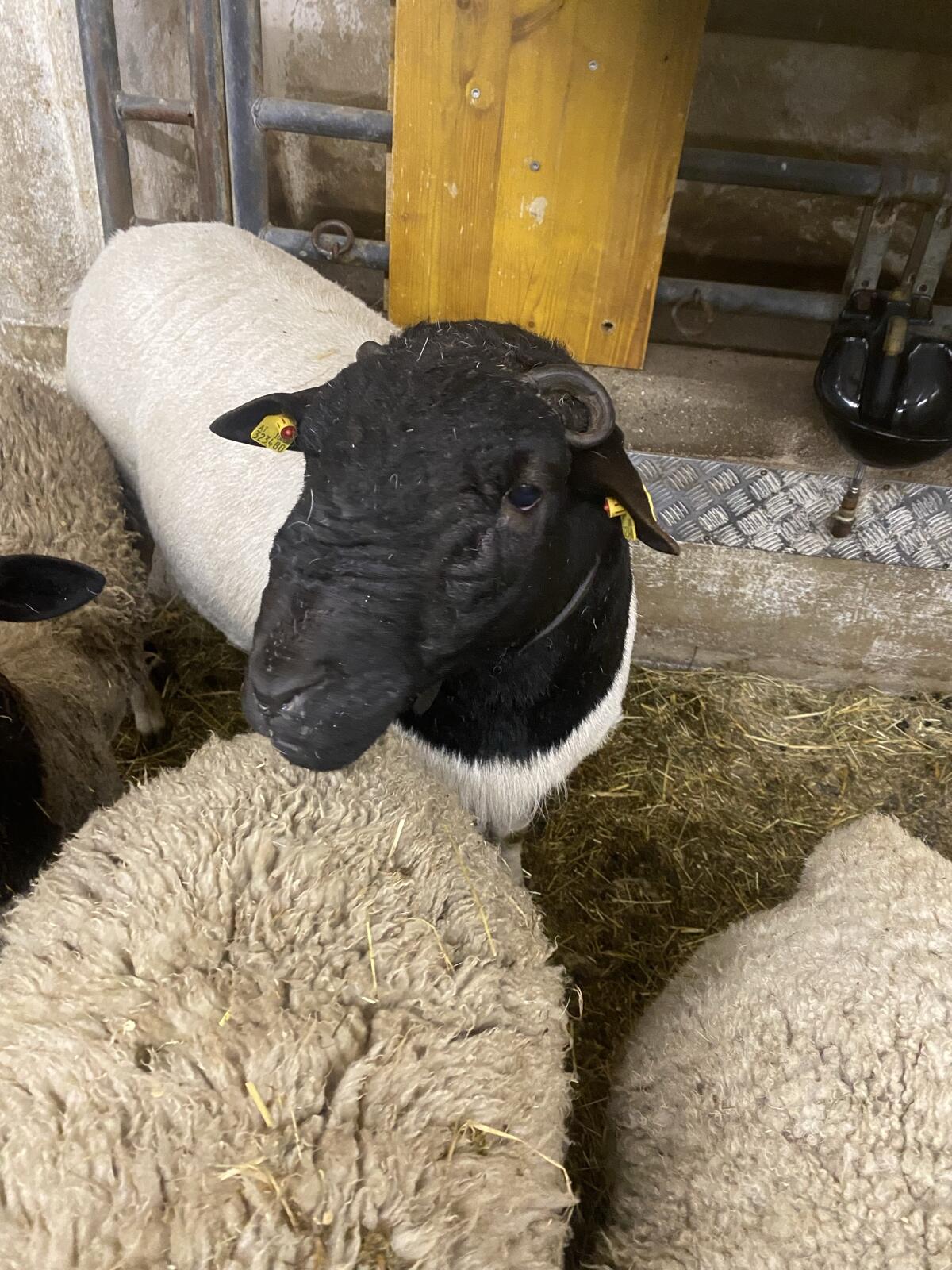 Dorperwidder zu verkaufen 2