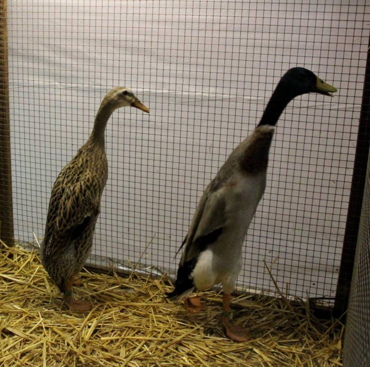 Zuchtauflösung Laufenten forellenfarbig 2