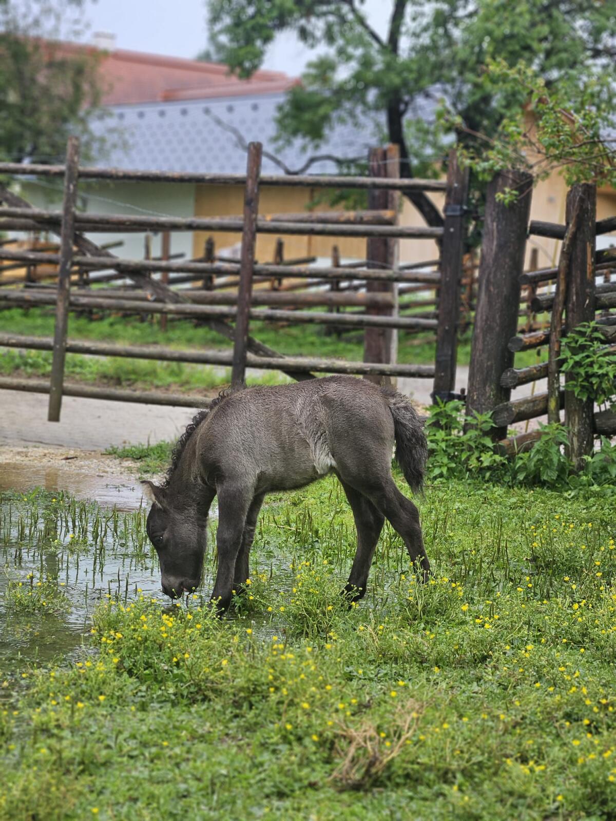 Minishetlandpony Hengstfohlen Fritz vom Miniponyhof 3