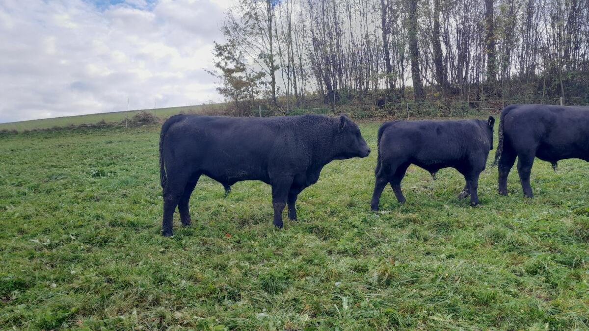 BIO Aberdeen Angus Stier 2