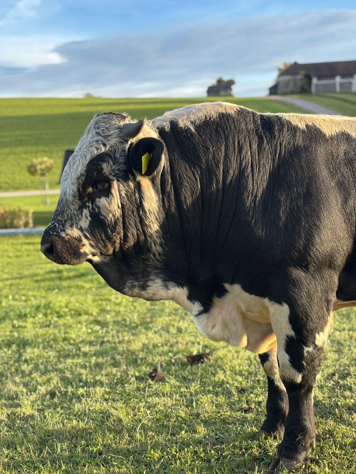 Bio PSS Pustertaler Sprinzen Stier 2