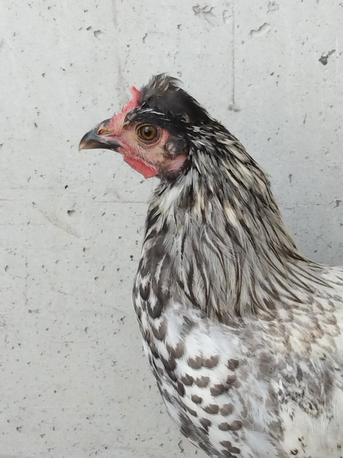 Mix Junghühner und Küken 1