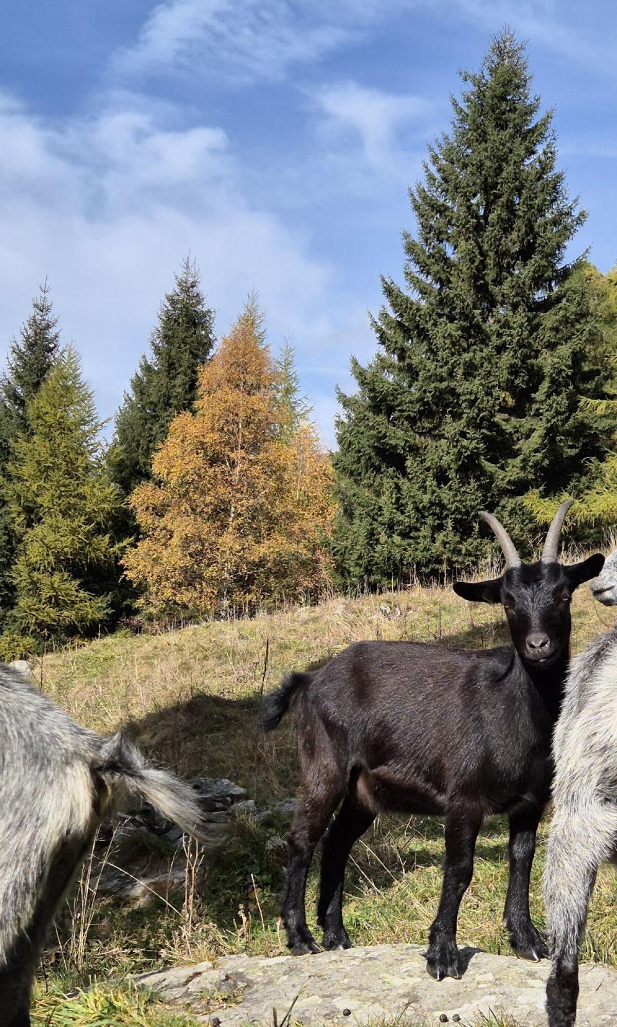 Blobe Ziegen 2