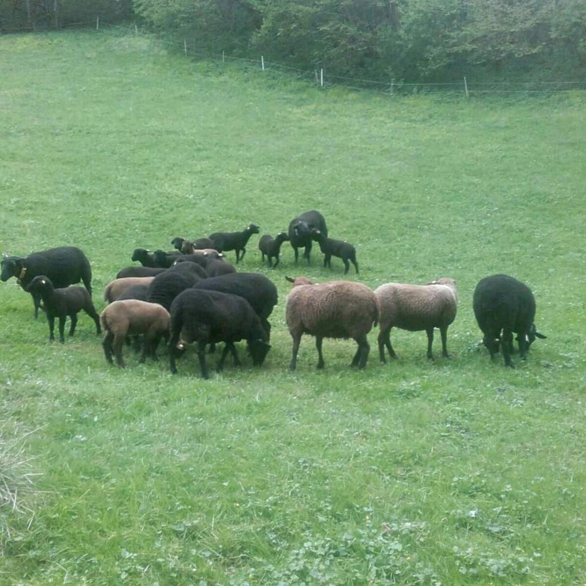 Verkaufe Weibliche Jura-Zuchtlämmer 2