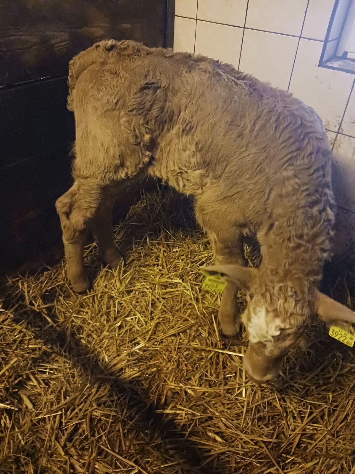 FV x BA Kalb männlich 2