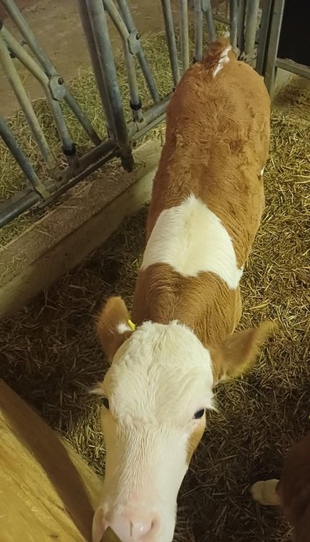 Fleckvieh Kalb Bio 1