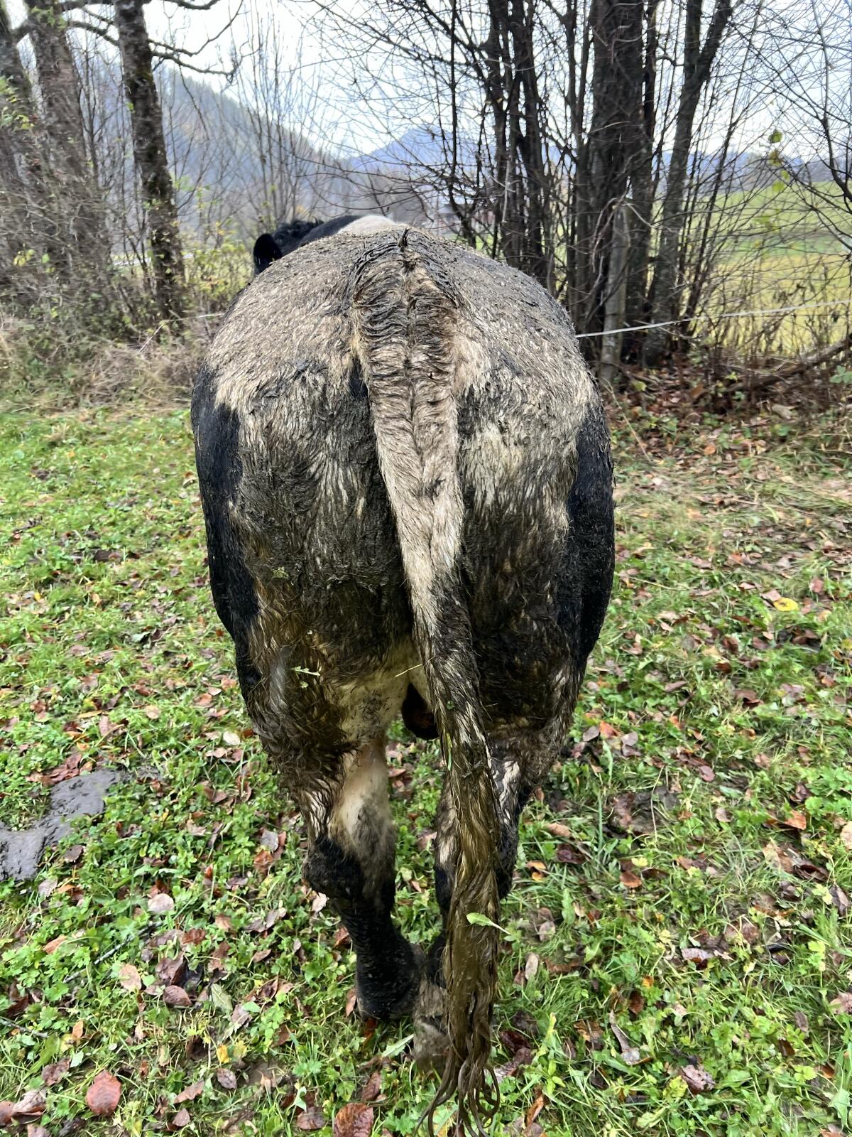 Bio Pinzgauer Stier, genetisch hornlos 2