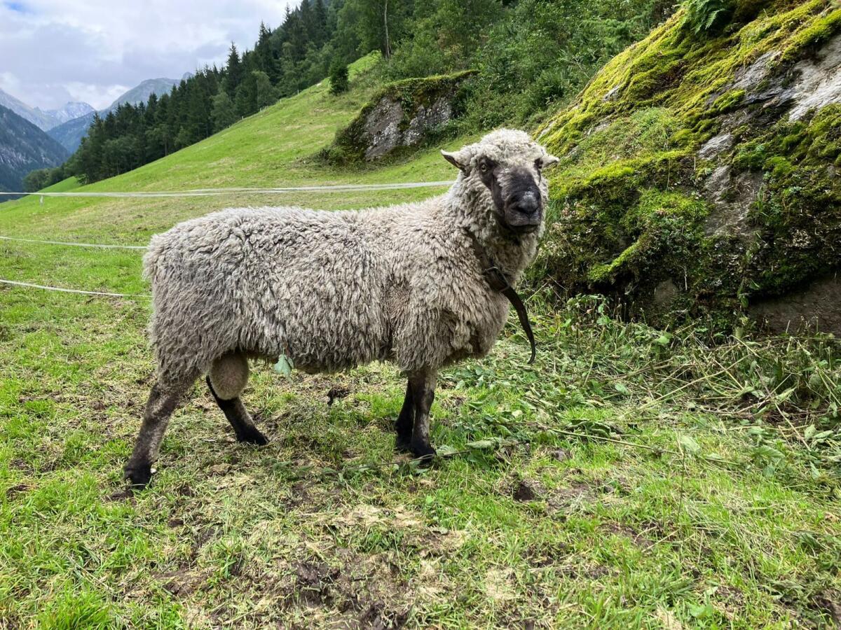 Shropshire HB-Widder zu verkaufen 3