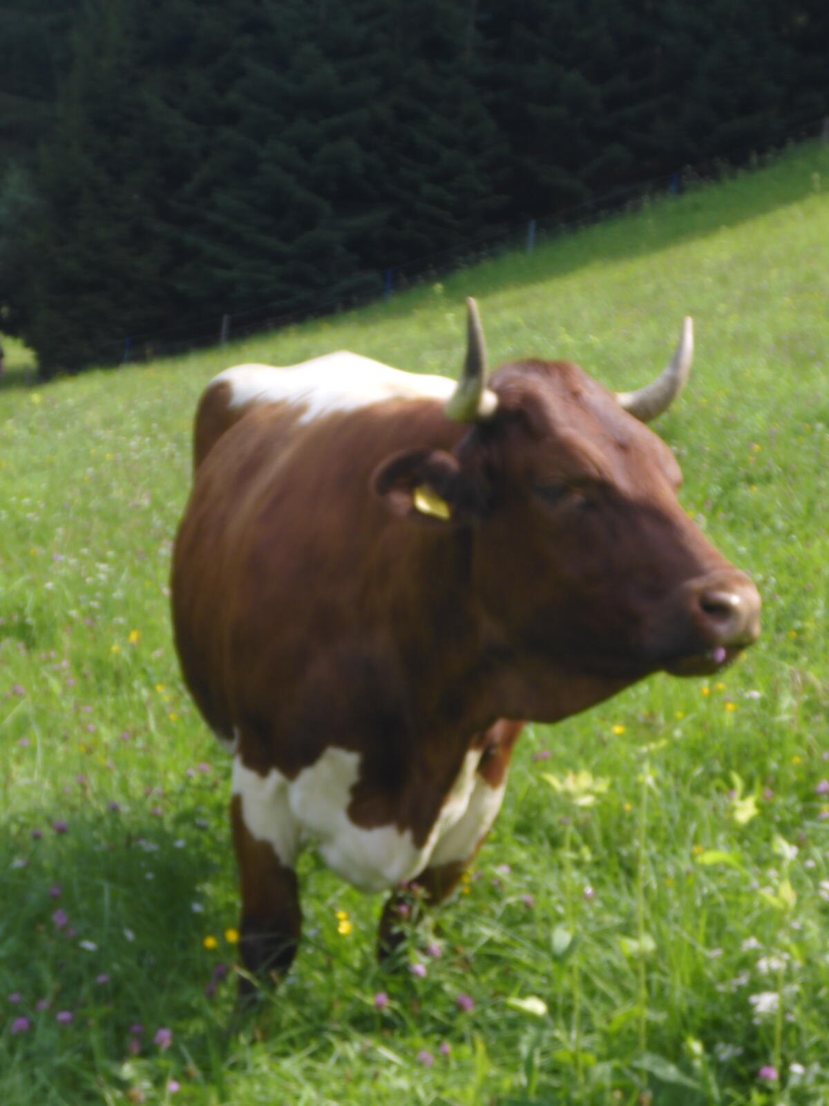 Pinzgauerkuh 2