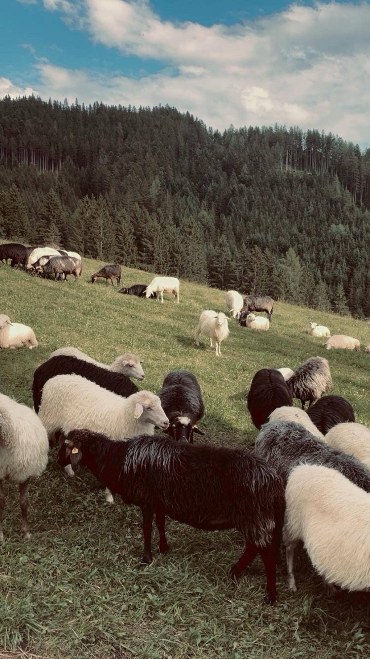 Krainer Steinschafe 1