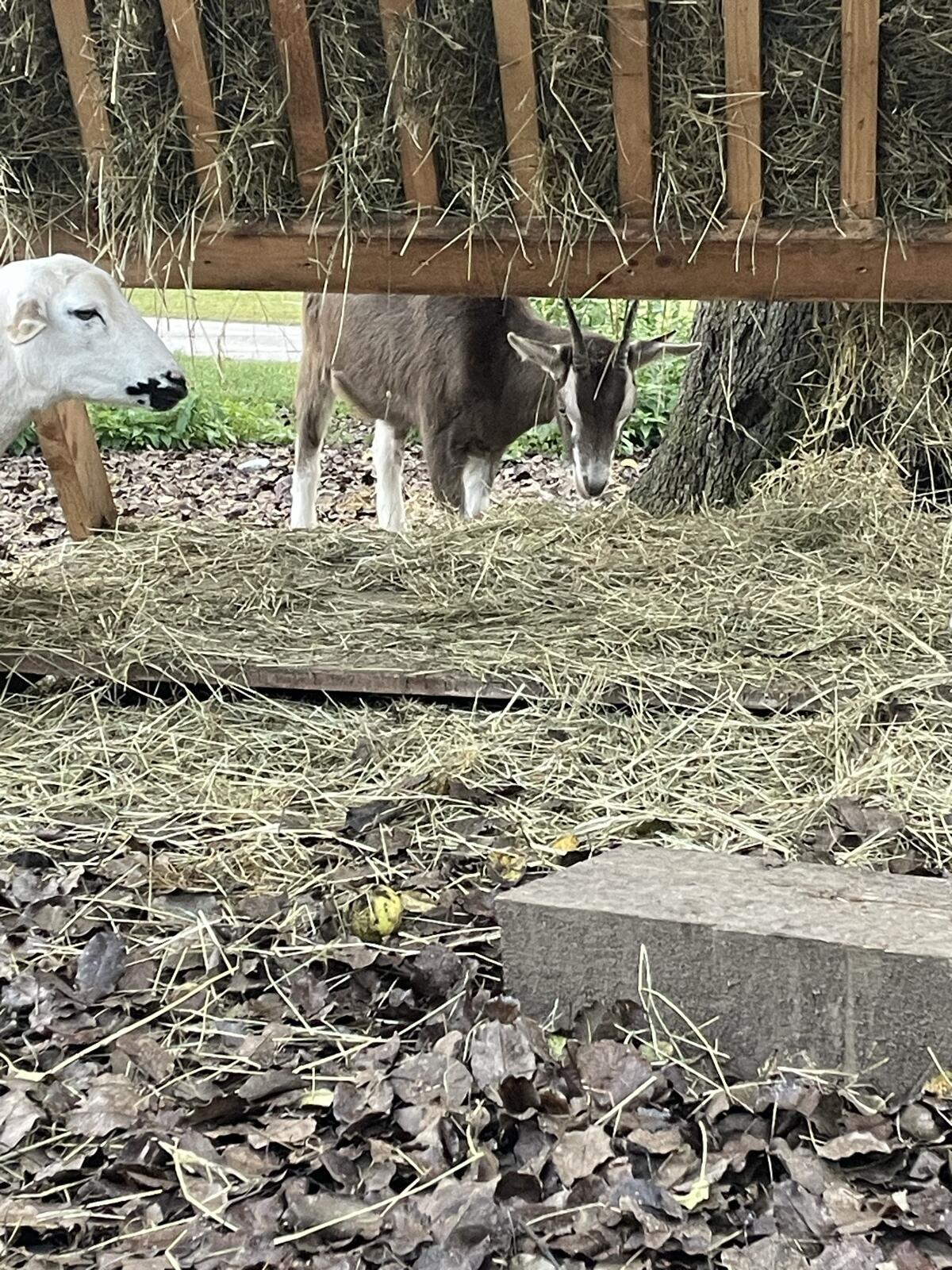 Saanenziegen 3