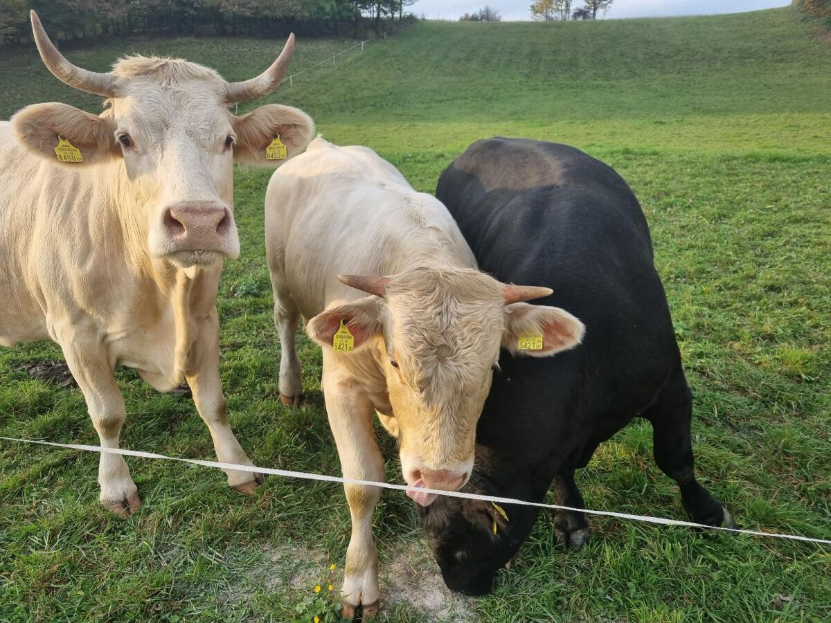 Bio Angus- und Blondvieh-Stier 3