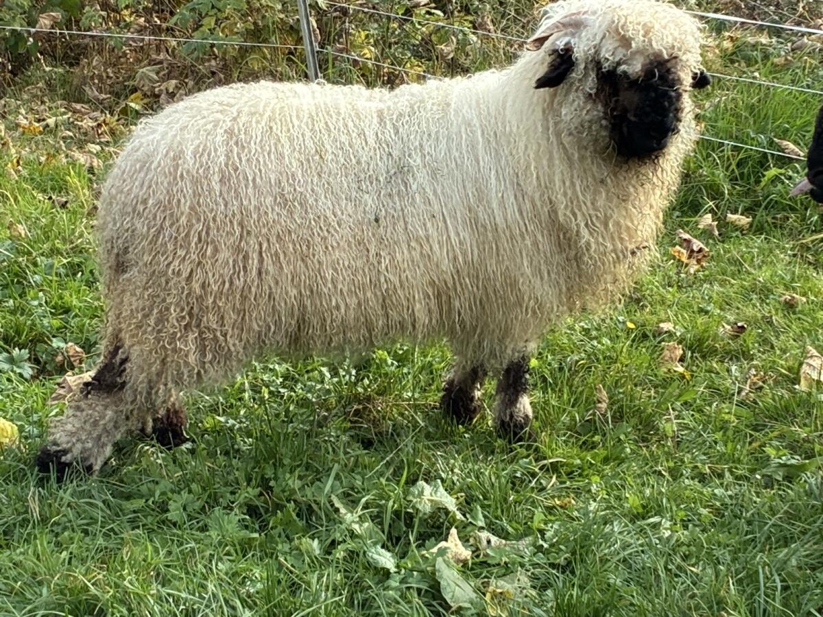 Walliser Schwarznasenschaf Aue 2