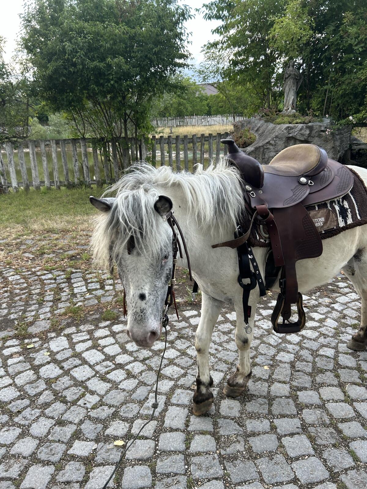 Hübscher Pony-Wallach 3