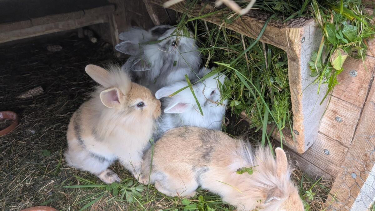 Löwenkopf-Zwergkaninchen in allen Farben zu verkaufen 1