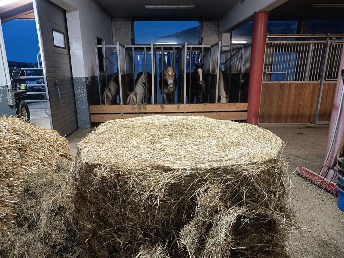 Gärheu, Heu, Pferdefutter 2