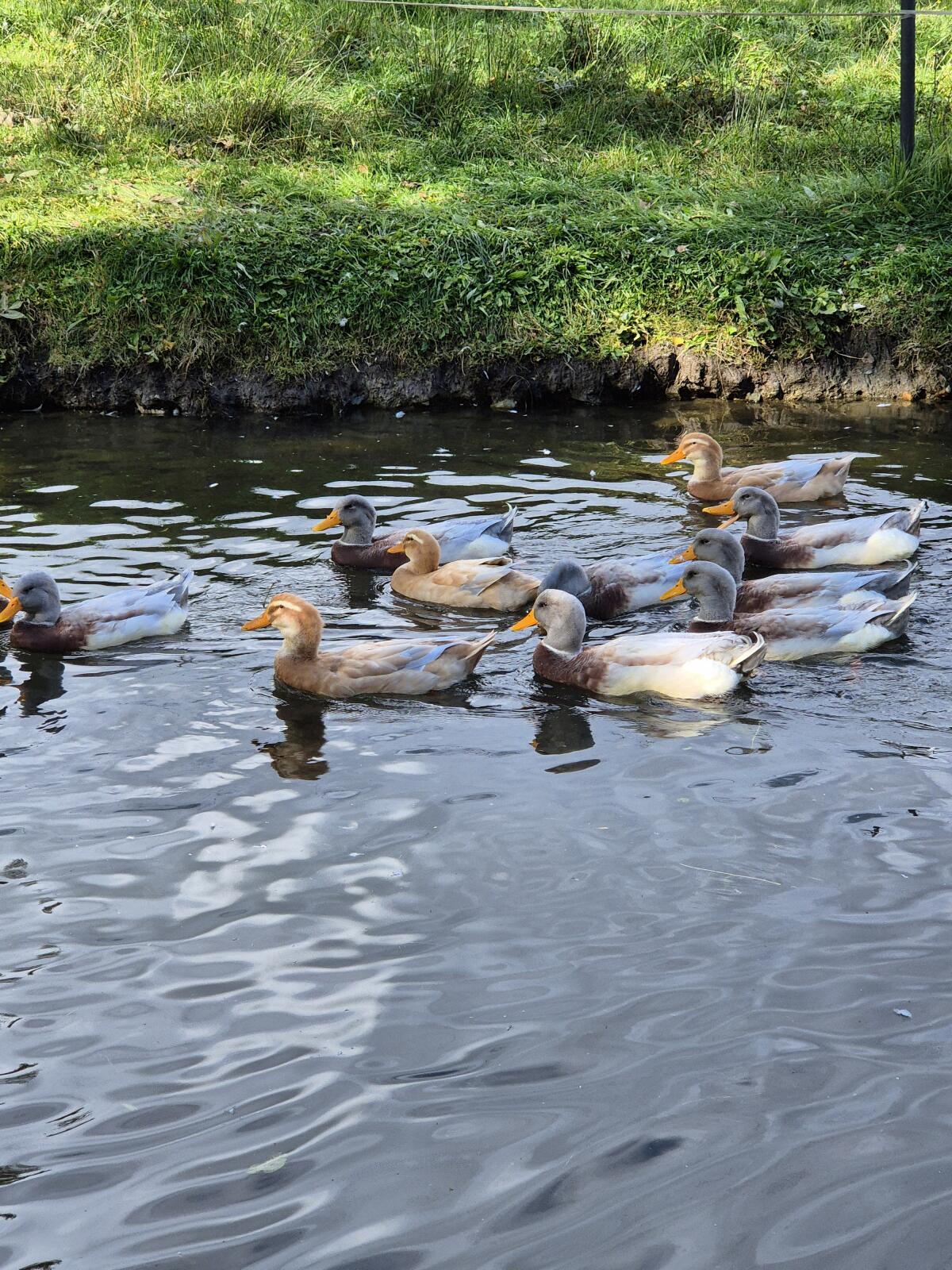 Sachsenenten zu verkaufen 2