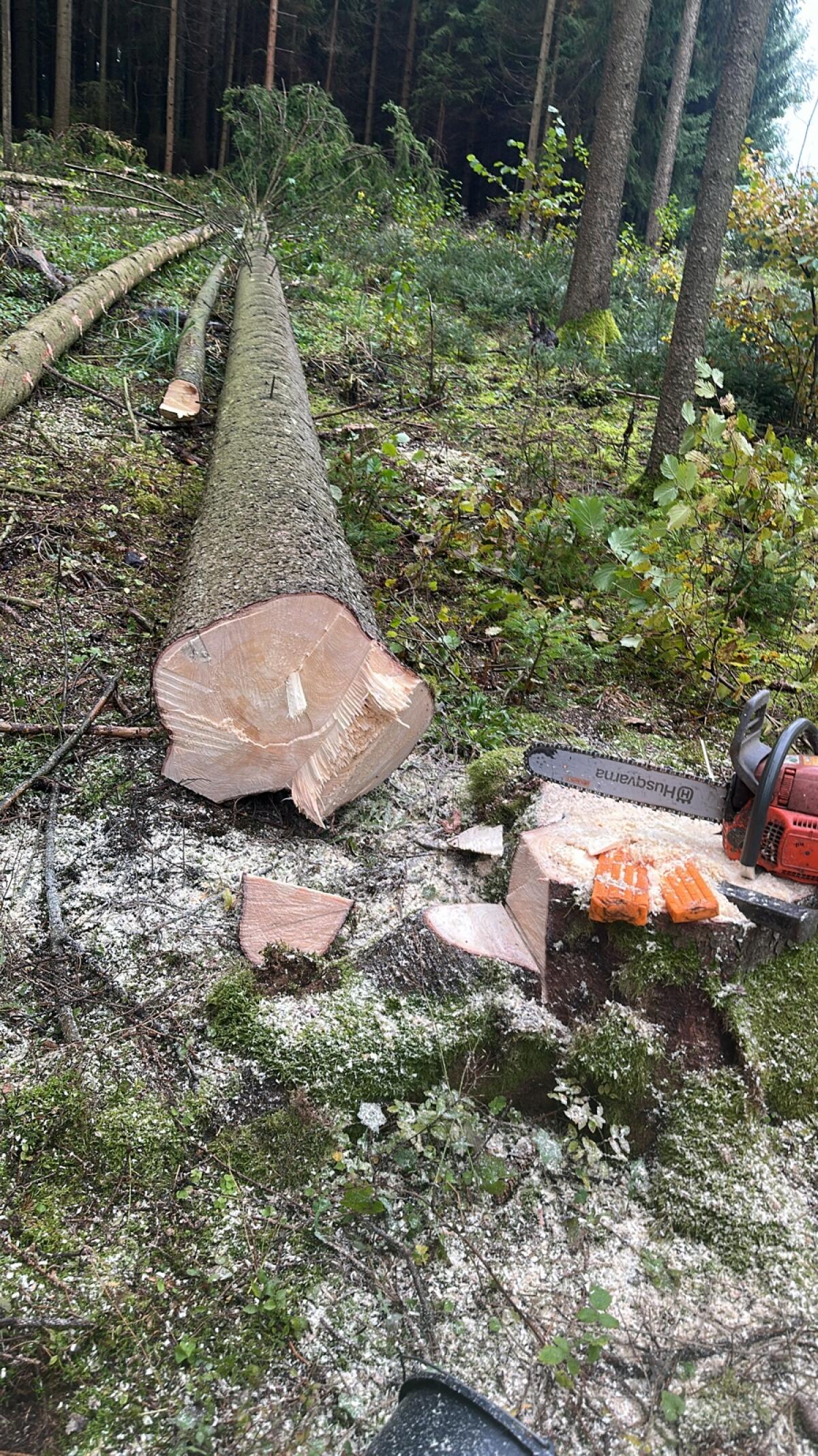 Forstarbeiten 1