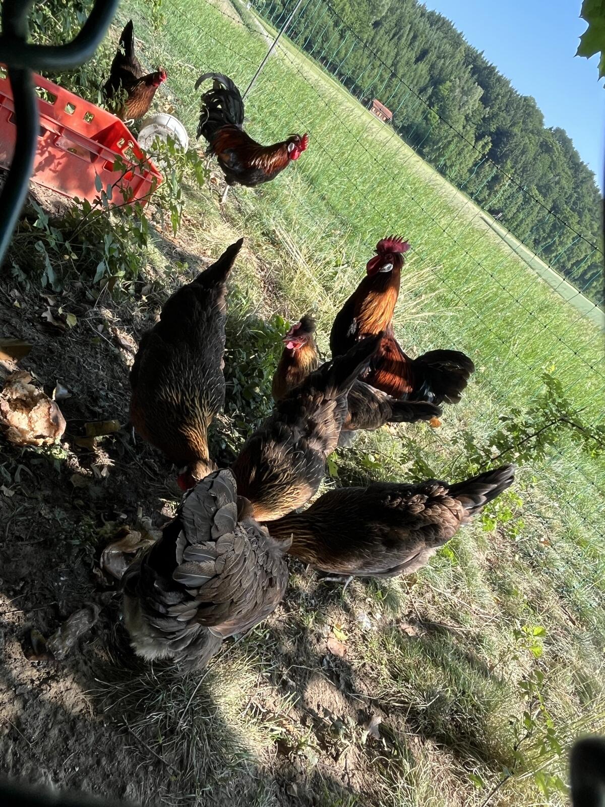 Altsteirer Bruteier 1