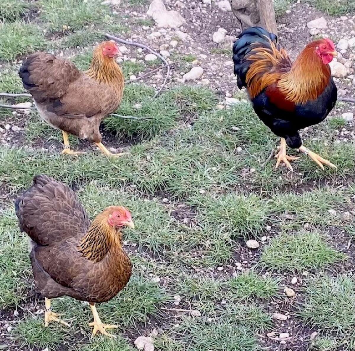 Hühner / Enten 2