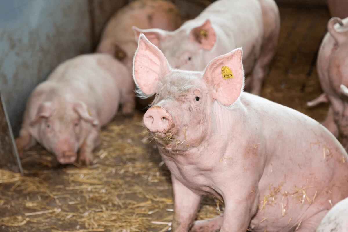 Kaufe Mastschweine und Stiere 1