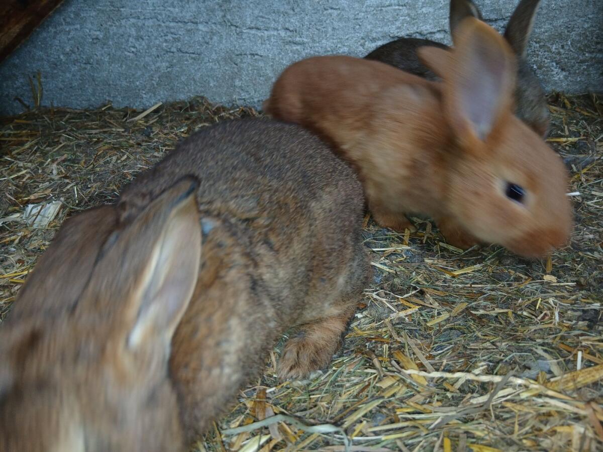 Hasen 3