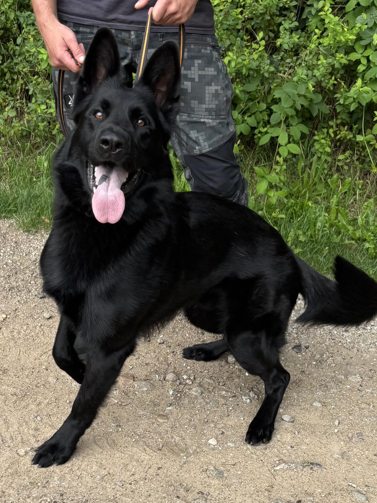 Deutscher Schäferhund Rüde 3