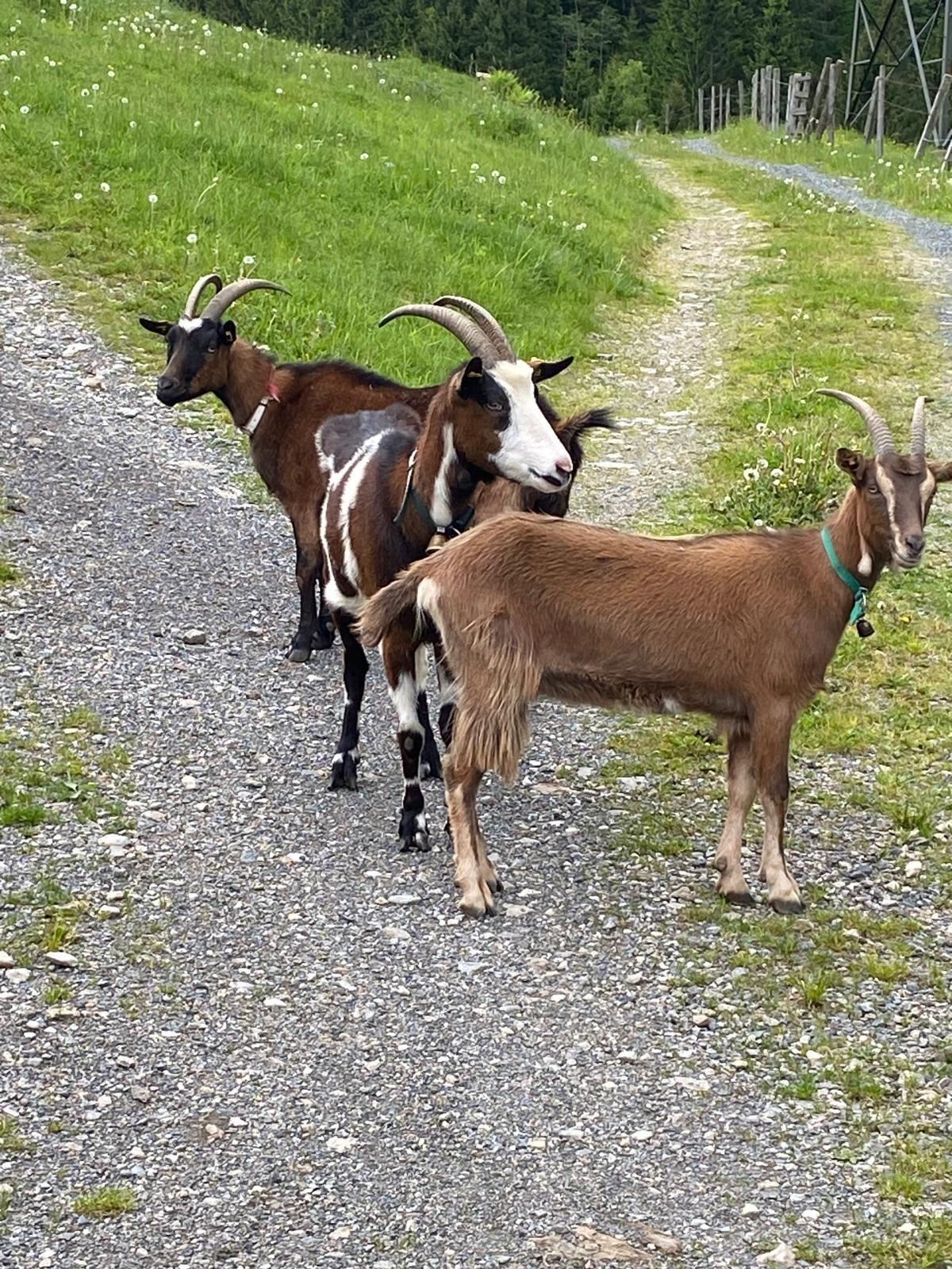 Bunt gemischte Ziegenherde sucht neues Platzerl 2