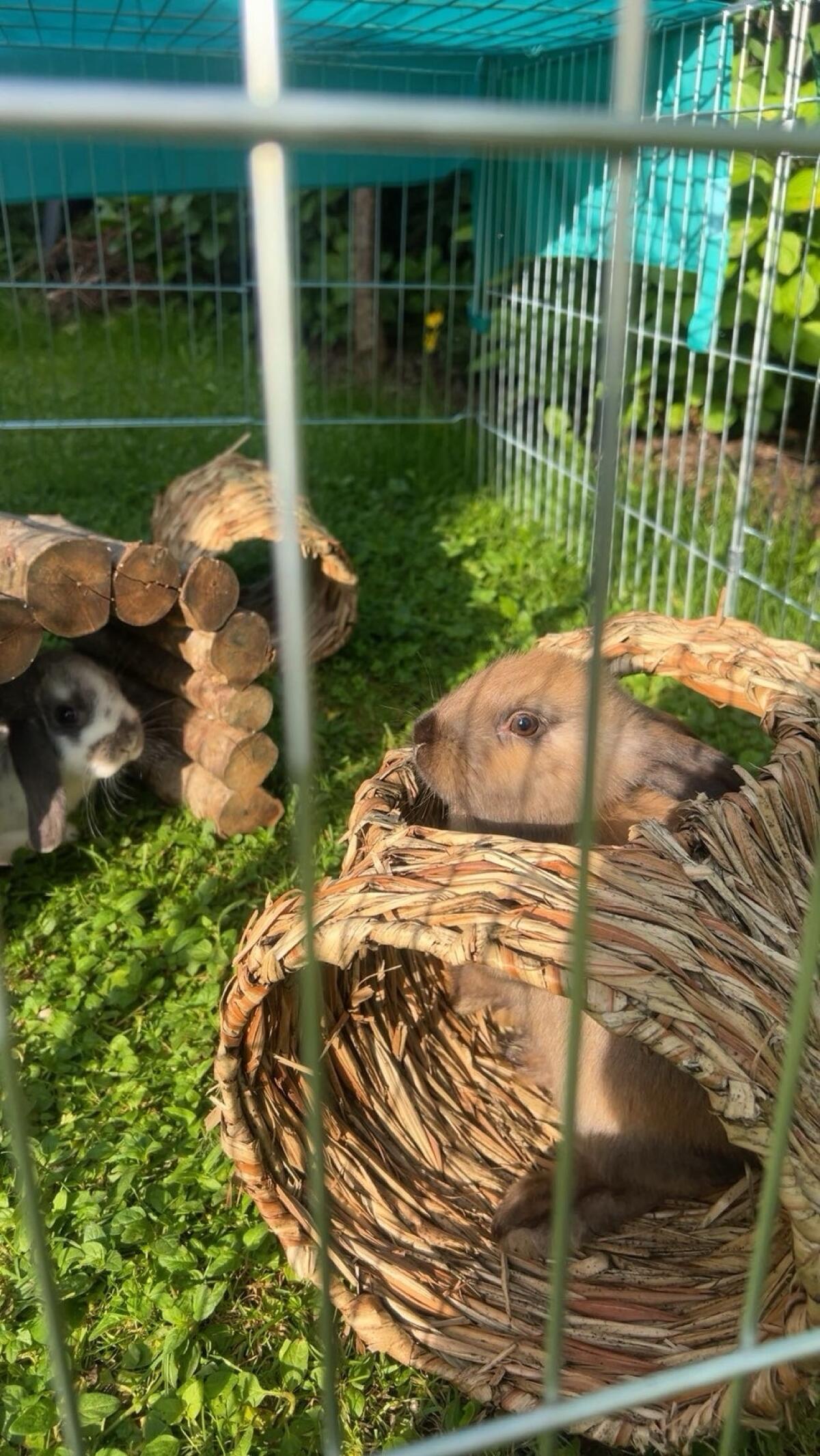 Zwergkaninchen zu verkaufen, plus Zubehör 2